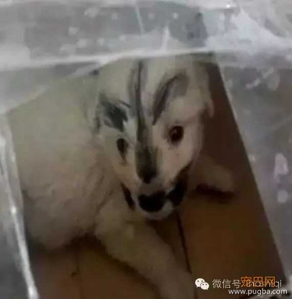 网购的哈士奇便宜还包邮，全家人看到狗的那一刻真是又想哭又好笑……-1.jpeg