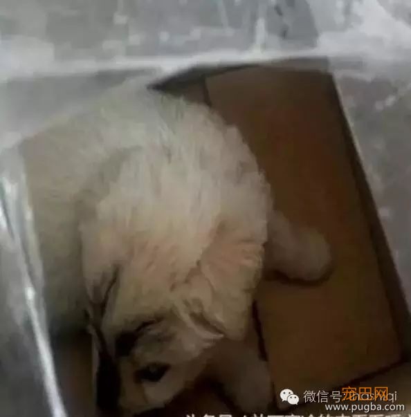 网购的哈士奇便宜还包邮，全家人看到狗的那一刻真是又想哭又好笑……-2.jpeg