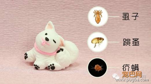 狗狗有寄生虫的10个迹象！-2.jpeg