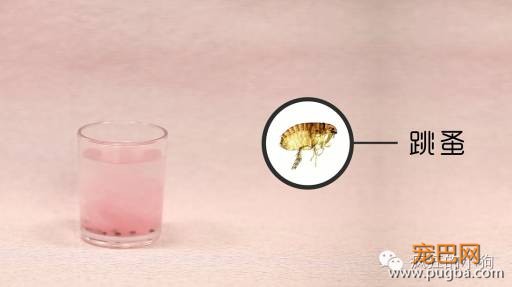 狗狗有寄生虫的10个迹象！-5.jpeg