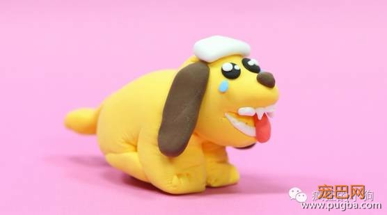狗狗有寄生虫的10个迹象！-7.jpeg