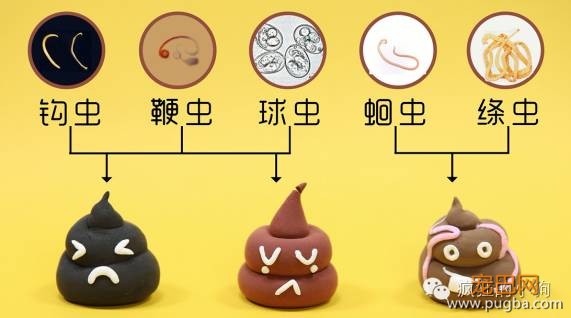狗狗有寄生虫的10个迹象！-12.jpeg