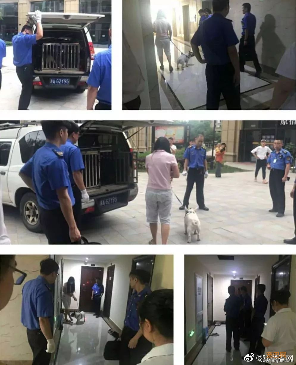 二哈1小时内咬死200多只鸡被抓！它的主人该不该出面？-5.jpeg