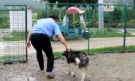二哈1小时内咬死200多只鸡被抓！它的主人该不该出面？-4.jpeg