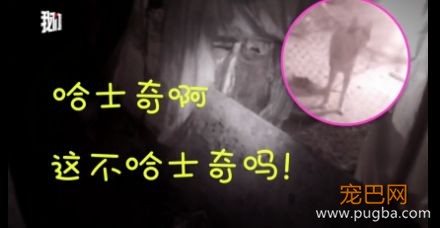 二哈1小时内咬死200多只鸡被抓！它的主人该不该出面？-1.jpeg