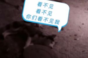 二哈1小时内咬死200多只鸡被抓！它的主人该不该出面？-2.jpeg