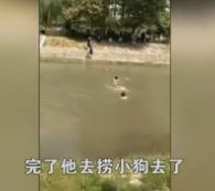 二哈1小时内咬死200多只鸡被抓！它的主人该不该出面？-10.jpeg