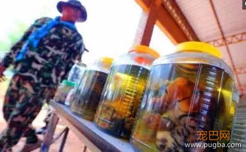 泰国寺庙爱心收养受伤老虎，不曾想却沦为它们的“残忍地狱”！-3.jpg