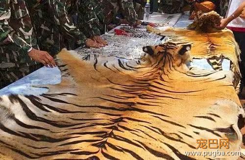 泰国寺庙爱心收养受伤老虎，不曾想却沦为它们的“残忍地狱”！-4.jpg