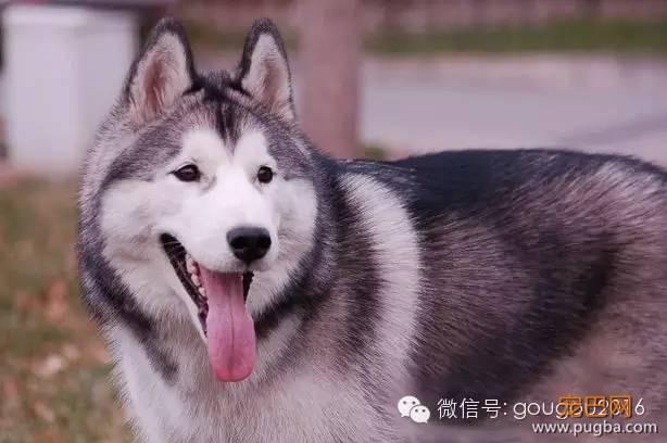 阿拉斯加和哈士奇区别详解，这下终于能分清了-5.jpeg