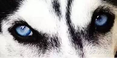 阿拉斯加和哈士奇区别详解，这下终于能分清了-10.jpeg