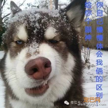 阿拉斯加和哈士奇区别详解，这下终于能分清了-16.jpeg