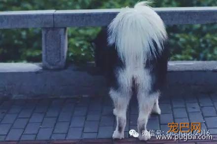 阿拉斯加和哈士奇区别详解，这下终于能分清了-13.jpeg