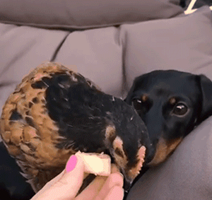 生活在农场里的腊肠，当起了鸡崽鸭宝的麻麻，操碎了心...-4.gif