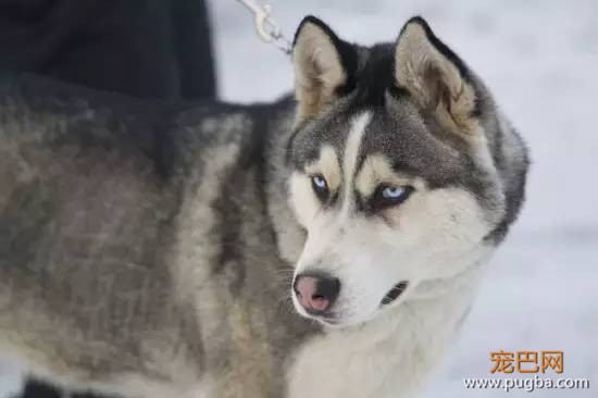 狗狗进化到今天，最重要的原因是什么？-2.jpeg