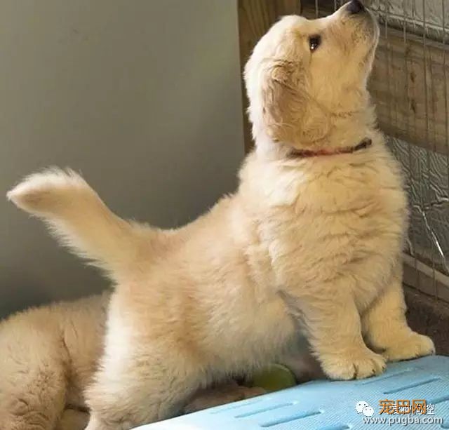 我能想到最幸福的事，就是和你一起养只小狗狗...-10.jpeg