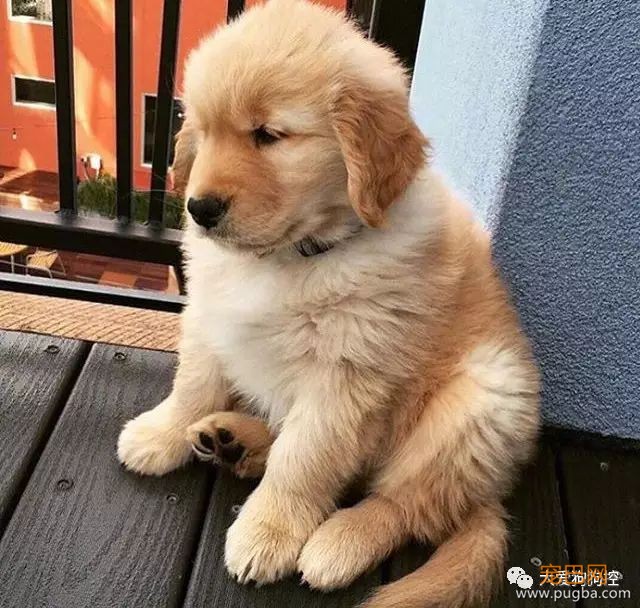 我能想到最幸福的事，就是和你一起养只小狗狗...-16.jpeg
