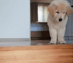 我能想到最幸福的事，就是和你一起养只小狗狗...-14.gif