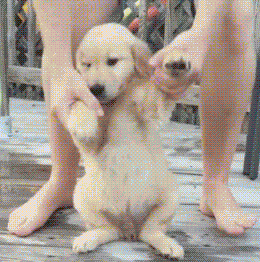 我能想到最幸福的事，就是和你一起养只小狗狗...-23.gif