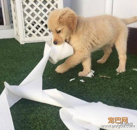 我能想到最幸福的事，就是和你一起养只小狗狗...-27.jpeg