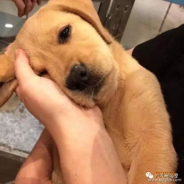 我能想到最幸福的事，就是和你一起养只小狗狗...-34.jpeg