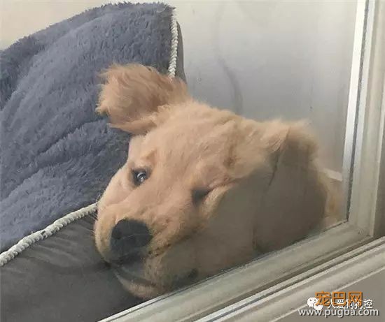 我能想到最幸福的事，就是和你一起养只小狗狗...-32.jpeg