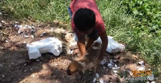 网红博主为博眼球竟恶意造假“救狗”！你是天使还是恶魔-4.jpeg