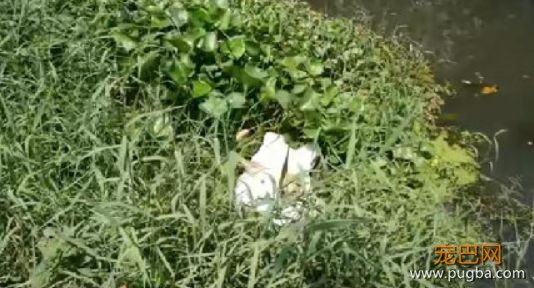 网红博主为博眼球竟恶意造假“救狗”！你是天使还是恶魔-5.jpeg