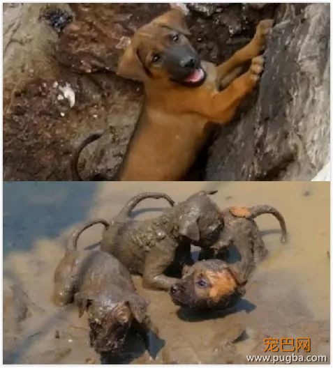 网红博主为博眼球竟恶意造假“救狗”！你是天使还是恶魔-11.jpeg