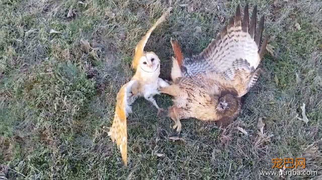 外国小伙养猫头鹰做宠物，这天它捕到的猎物却让主人失声大叫-2.jpeg