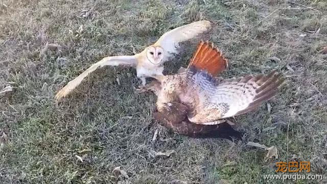 外国小伙养猫头鹰做宠物，这天它捕到的猎物却让主人失声大叫-4.jpg