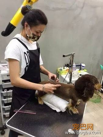 这些狗狗的造型，简直就是狂拽酷炫吊炸天！-1.jpeg