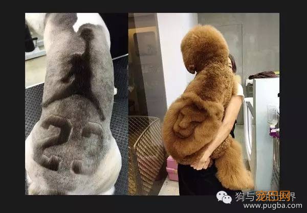 这些狗狗的造型，简直就是狂拽酷炫吊炸天！-2.jpeg