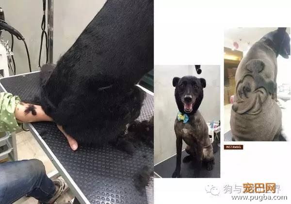 这些狗狗的造型，简直就是狂拽酷炫吊炸天！-10.jpeg