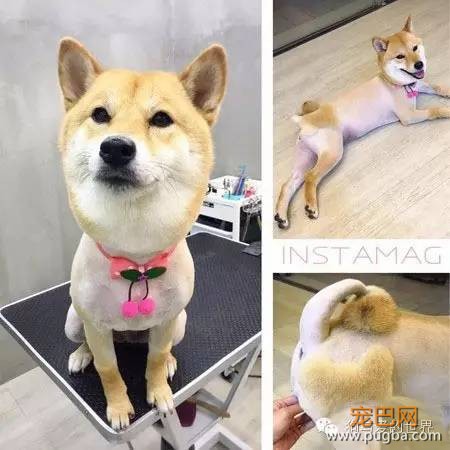 这些狗狗的造型，简直就是狂拽酷炫吊炸天！-6.jpeg