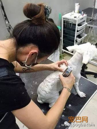 这些狗狗的造型，简直就是狂拽酷炫吊炸天！-11.jpeg