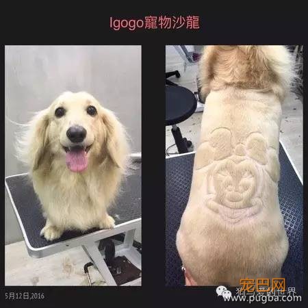 这些狗狗的造型，简直就是狂拽酷炫吊炸天！-8.jpeg