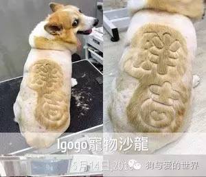 这些狗狗的造型，简直就是狂拽酷炫吊炸天！-7.jpeg