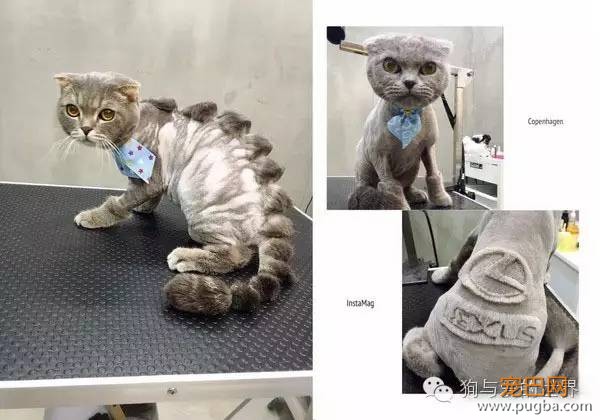 这些狗狗的造型，简直就是狂拽酷炫吊炸天！-12.jpeg