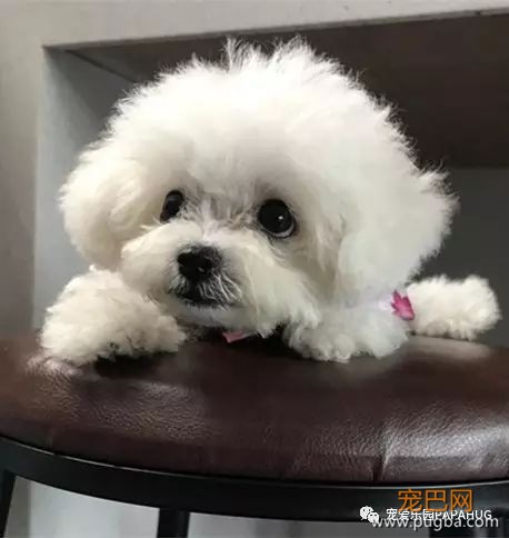 狗狗为什么会干呕-1.jpeg