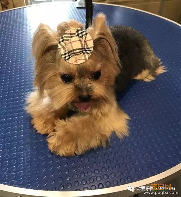 狗狗为什么会干呕-2.jpeg