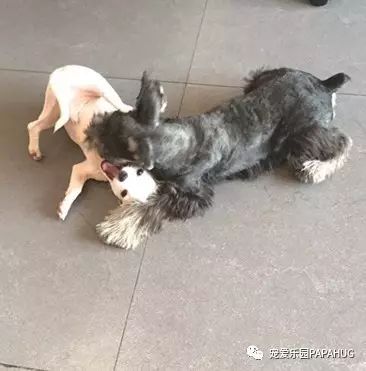 狗狗为什么会干呕-3.jpeg