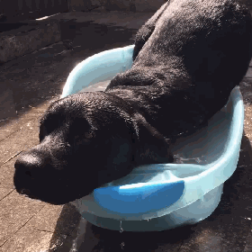 关于拉布拉多，大家好像对它有点小误解...-12.gif