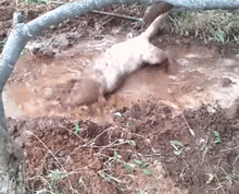 关于拉布拉多，大家好像对它有点小误解...-13.gif
