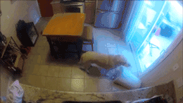 关于拉布拉多，大家好像对它有点小误解...-17.gif