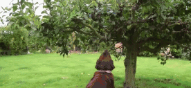 关于拉布拉多，大家好像对它有点小误解...-16.gif