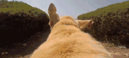 关于拉布拉多，大家好像对它有点小误解...-19.gif