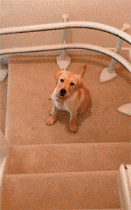 关于拉布拉多，大家好像对它有点小误解...-21.gif
