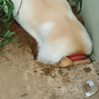 关于拉布拉多，大家好像对它有点小误解...-22.gif