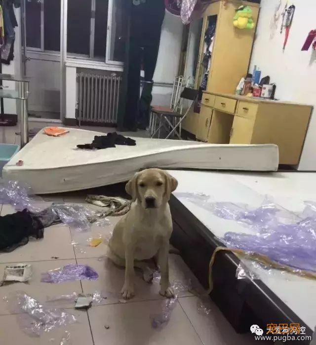 关于拉布拉多，大家好像对它有点小误解...-26.jpeg